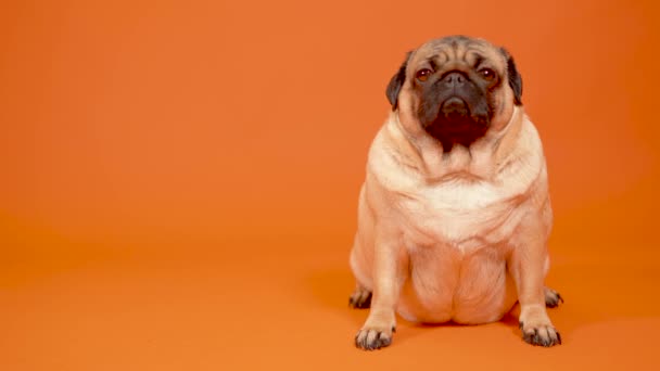 Güzel bir köpek turuncu bir arka planda oturur.. — Stok video