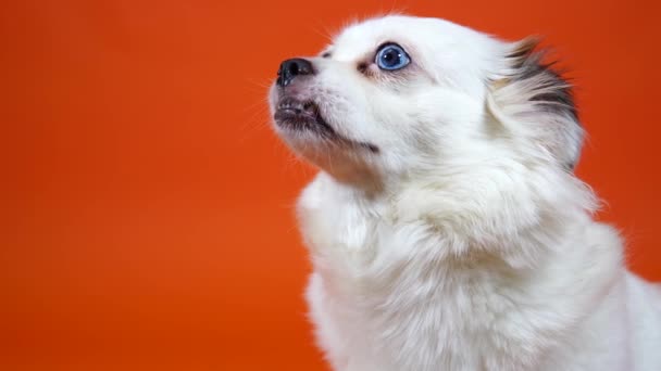 Turuncu arka planda geniş mavi gözlü komik küçük beyaz köpek. — Stok video