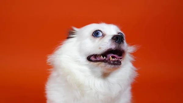 Close-up van mooie witte spitz met blauwe ogen op oranje achtergrond. Leuke hond ademhaling met haar mond open. — Stockfoto