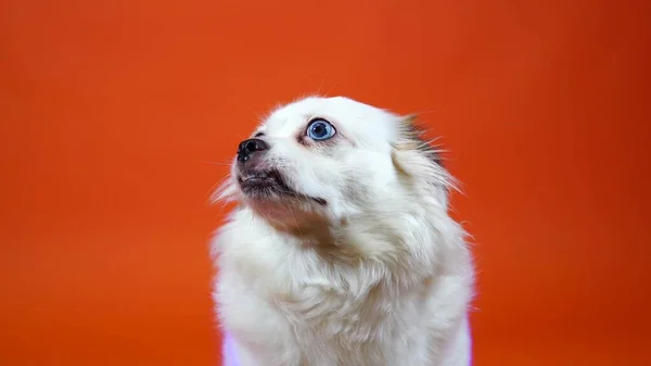 Cão branco pequeno engraçado com olhos azuis largos em um fundo laranja — Fotografia de Stock