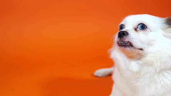 Divertido perro blanco pequeño con los ojos anchos azules sobre un fondo naranja —  Fotos de Stock