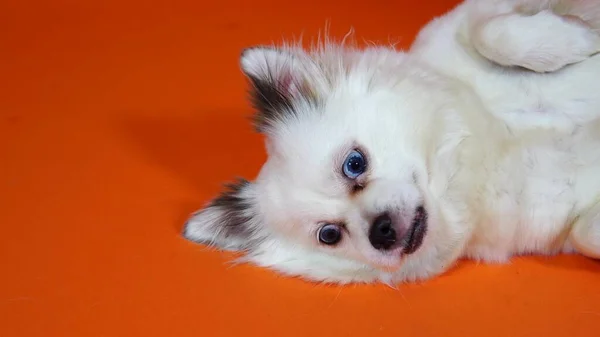 Büyük mavi gözlü komik beyaz bir köpek turuncu bir arka planda yatıyor. — Stok fotoğraf