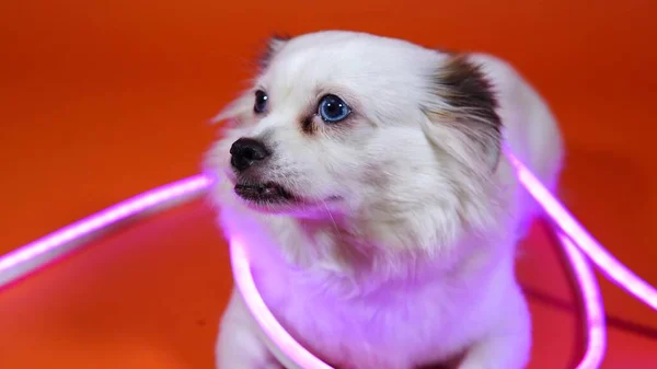 Grappig klein wit hondje met brede blauwe ogen op een oranje achtergrond. Het huisdier is gehuld in neon lichten. — Stockfoto