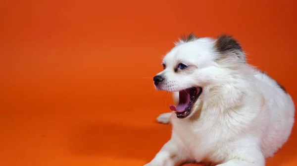 Primer plano de hermoso spitz blanco con ojos azules yaciendo y bostezando sobre fondo naranja . —  Fotos de Stock