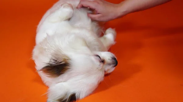 Petting a kutya, egy kisállat, hogy simogatja a tulajdonos. Egy vicces kis fehér kutya, nagy kék szemekkel, narancssárga alapon fekszik. — Stock Fotó