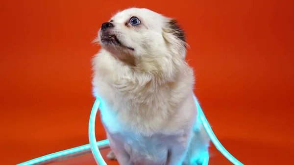 Grappig klein wit hondje met brede blauwe ogen op een oranje achtergrond. Het huisdier is gehuld in neon lichten. — Stockfoto