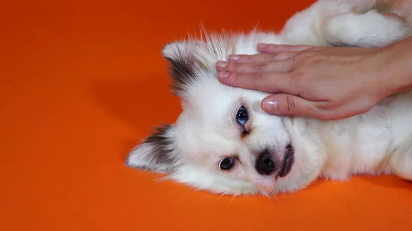 爱抚狗。一个女人摸她的狗，特写。一只蓝色大眼睛的有趣的小白狗躺在橙色的背景上 — 图库照片