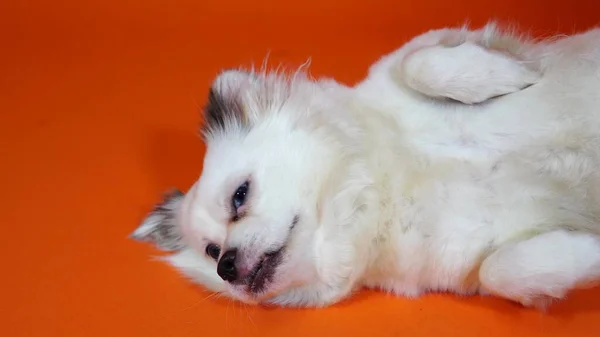 Legrační malý bílý pes s velkýma modrýma očima leží na oranžovém pozadí — Stock fotografie