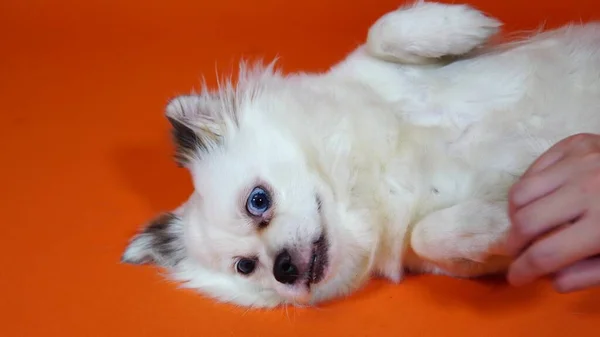 Поглаживание собаки, домашнего животного, которого гладит владелец. Забавная маленькая белая собачка с большими голубыми глазами лежит на оранжевом фоне — стоковое фото