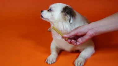 Turuncu arka planda uzanan mavi gözlü güzel beyaz Spitz 'i kapatın. Kadınların elleri köpeğe diş macunu verir. Reddeder ve alır..