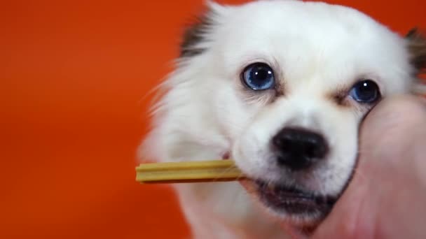 Close up de belo spitz branco com olhos azuis, segurando deleite na boca. Womans mão acariciando cães focinho . — Vídeo de Stock