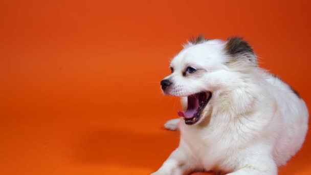 Close up van mooie witte spitz met blauwe ogen liggend en gapen op oranje achtergrond. — Stockvideo