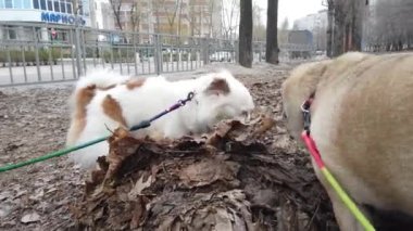 Sokakta yürüyen köpeklere yakın. İki küçük köpek yaprakları kokluyor..