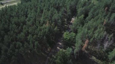 Güneşli bir günde yeşil ormanın havadan görünüşü. Kırsal bölgedeki orman kuşağının kuş bakışı görüntüsü.