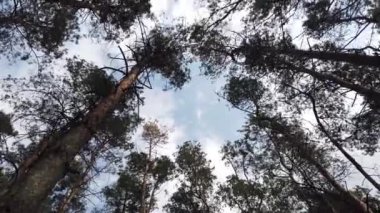 Ağaçların tepeleri rüzgarda sallanıyor. Çam ormanına yakın..