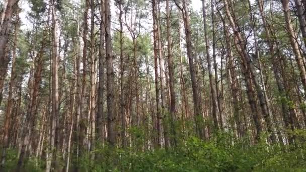 Fechar da floresta. As árvores balançam ao vento. Movendo câmera em troncos de árvore para muito tops . — Vídeo de Stock