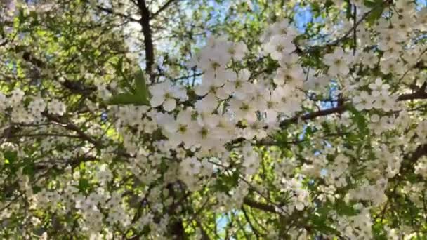 Närbild av blommande träd mot blå himmel. Filialer av träd som svajar i vinden i soligt väder. — Stockvideo