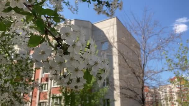 Primer plano del árbol que florece contra el cielo azul. Ramas de árboles balanceándose en el viento en tiempo soleado . — Vídeos de Stock