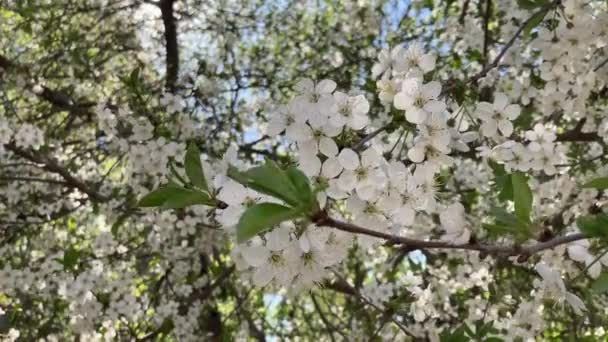 Närbild av blommande träd mot blå himmel. Filialer av träd som svajar i vinden i soligt väder. — Stockvideo