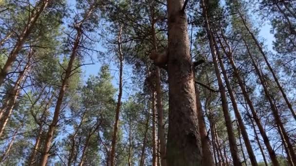 Cime di alberi ondeggianti nel vento. Primo piano della pineta . — Video Stock