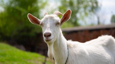 Bir keçi kırsalda otluyor. Bağlı bir keçi çimlerde otluyor. Beyaz bir keçi çayırda otluyordu..