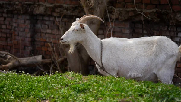 A goat grazes in the countryside. A tethered goat grazes on the lawn. A white goat was grazing in a meadow. — Stock Photo, Image