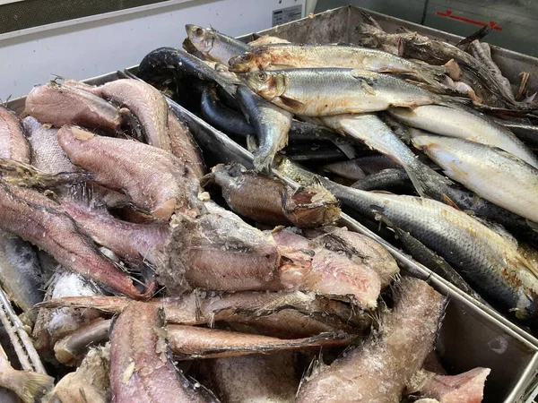 Close up de peixe cru fresco. Peixe refrigerado deitado no balcão do supermercado . — Fotografia de Stock