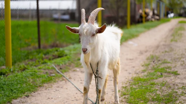 A goat grazes in the countryside. A tethered goat grazes on the lawn. A white goat was grazing in a meadow. — Stock Photo, Image