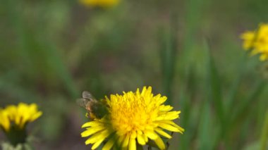 Sarı karahindiba ve arı. Bal arısı karahindiba çiçeğinden nektar topluyor. Çiçekleri kapat. Sarı karahindiba çiçekleri. Yeşil bahar çayırlarında parlak karahindiba çiçekleri.