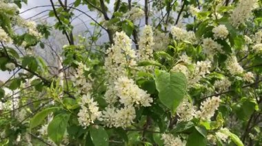 Mavi gökyüzüne karşı çiçek açan ağacın yakınında. Güneşli havada rüzgarda sallanan ağaç dalları.