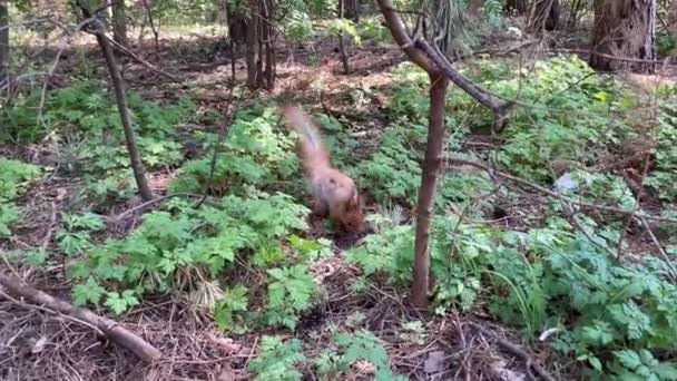 Słodka wiewiórka spaceruje po ziemi i szuka jedzenia w lesie. Małe zwierzę w poszukiwaniu zapasów w lesie. — Wideo stockowe