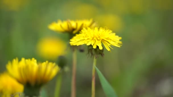 关闭黄色蒲公英的花朵。黄色的蒲公英翠绿的春天草甸上的蒲公英花朵. — 图库视频影像