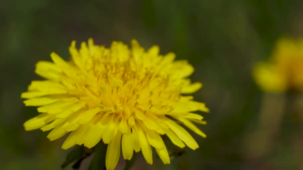 Cierra las flores dientes de león amarillos. Dientes de león amarillos. Brillantes flores de diente de león en el fondo de verdes prados de primavera . — Vídeos de Stock