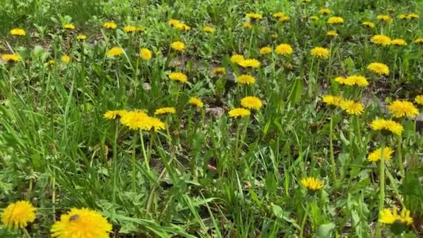Close up flowers yellow dandelions. Yellow dandelions. Bright dandelion flowers on the background of green spring meadows. — Stock Video