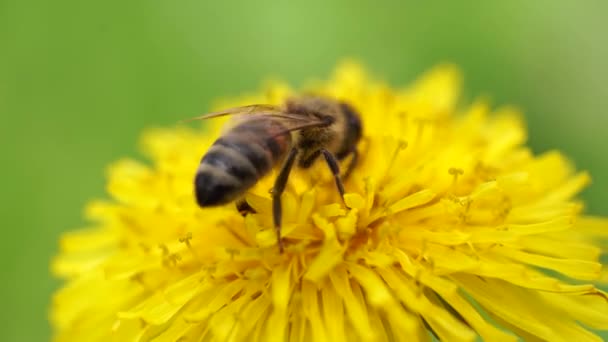 Κίτρινα πικραλίδες με μέλισσα. Μελισσοκομικό νέκταρ από λουλούδι πικραλίδας. Κοντινό πλάνο λουλούδια κίτρινο πικραλίδα. Λαμπερά λουλούδια πικραλίδα στο παρασκήνιο των πράσινων λιβαδιών άνοιξη — Αρχείο Βίντεο