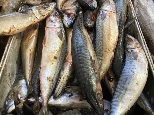 Close up of fresh raw fish. Chilled fish lying on counter of supermarket. — Stock Photo, Image