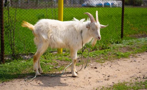 A goat grazes in the countryside. A tethered goat grazes on the lawn. A white goat was grazing in a meadow. — Stock Photo, Image