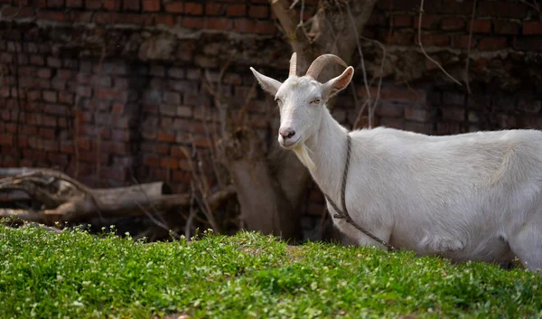 A goat grazes in the countryside. A tethered goat grazes on the lawn. A white goat was grazing in a meadow. — Stock Photo, Image