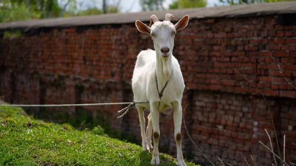 A goat grazes in the countryside. A tethered goat grazes on the lawn. A white goat was grazing in a meadow. — Stock Photo, Image