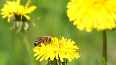 Sarı karahindiba ve arı. Bal arısı karahindiba çiçeğinden nektar topluyor. Çiçekleri kapat. Sarı karahindiba çiçekleri. Yeşil bahar çayırlarında parlak karahindiba çiçekleri.