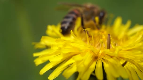 Желтые одуванчики с пчелой. Медовая пчела собирает нектар с цветка одуванчика. Закрыть цветы желтые одуванчики. Яркие цветы одуванчика на фоне зеленых лугов весной — стоковое видео