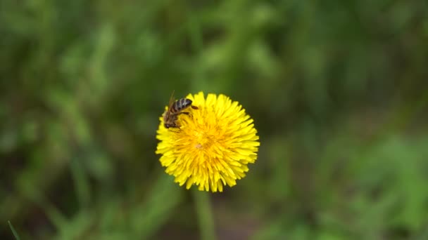 Sarı karahindiba ve arı. Bal arısı karahindiba çiçeğinden nektar topluyor. Çiçekleri kapat. Sarı karahindiba çiçekleri. Yeşil bahar çayırlarında parlak karahindiba çiçekleri. — Stok video