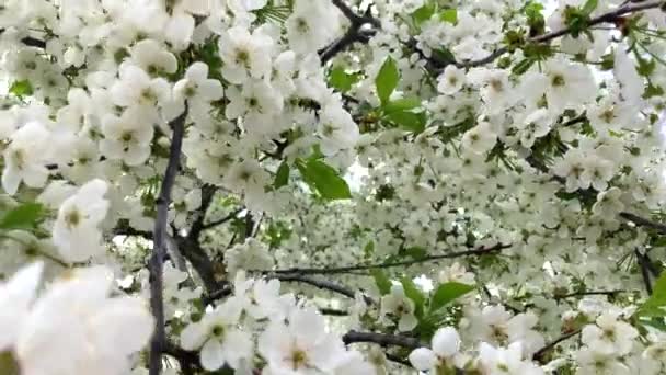 Närbild av blommande träd mot blå himmel. Filialer av träd som svajar i vinden i soligt väder. — Stockvideo