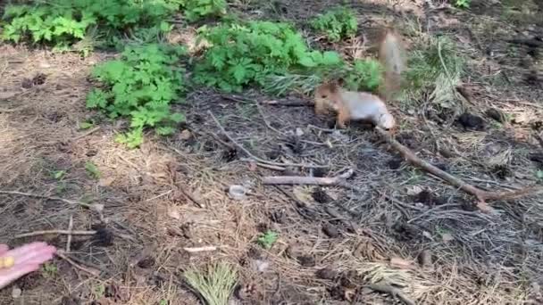 森のリスに餌をやる女だ。リスはナットで手に地面にジャンプし、逃げる。臆病な動物は食べ物を取るのを恐れている. — ストック動画