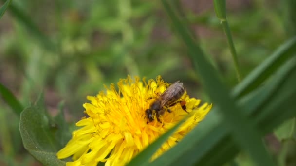 Dandelions amarelos com uma abelha. Abelha de mel coletando néctar de flor de dente de leão. Fechar flores amarelo dandelions.Bright flores de dente-de-leão no fundo de prados verdes primavera — Vídeo de Stock