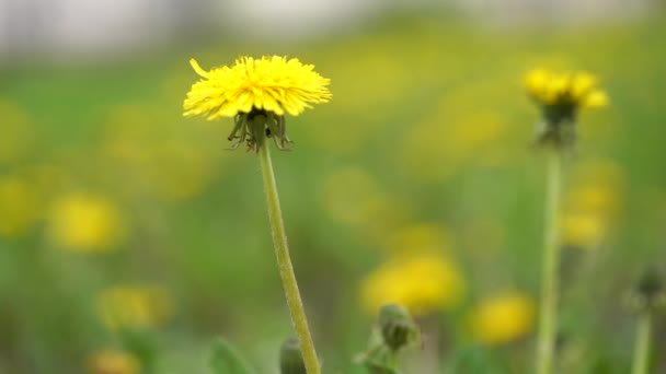 黄色のタンポポの花を閉じます。黄色のタンポポだ。緑の春の牧草地を背景に鮮やかなタンポポの花. — ストック動画
