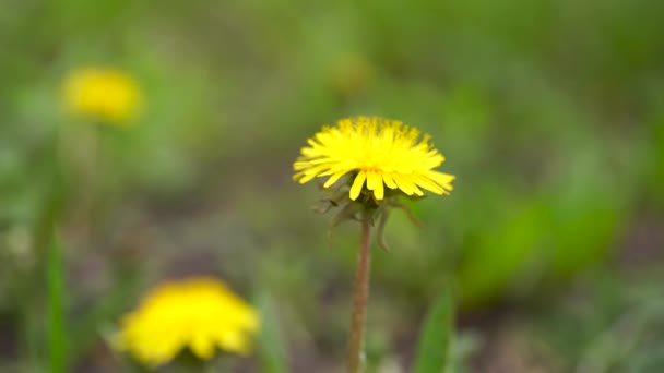 Feche flores dentes-de-leão amarelos. Dente-de-leão amarelo. Flores de dente de leão brilhantes no fundo de prados de primavera verdes . — Vídeo de Stock