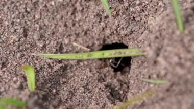 Karınca evini kapatın. Bir sürü karıncalı Anthill. Yerde koşan böcekler.