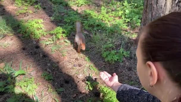 Mujer alimentando a ardilla en el bosque. Ardilla saltando en el suelo a la mano con nueces. Animales tímidos que toman comida y la comen . — Vídeo de stock