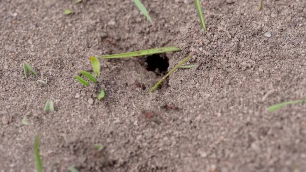 Großaufnahme des Ameisenhauses. Ameisenhaufen mit vielen Ameisen. Insekten laufen auf dem Boden. — Stockvideo
